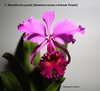 C. Massiliensis purple (dowiana aurea x trianae Purple) . Del Valle.